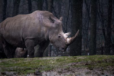 A white rhino in the rain, profile view, against a dark forest background, in the style of [Carsten Meyerdierks](https://goo.gl/search?artist%20Carsten%20Meyerdierks) raw photography style. --ar 128:85