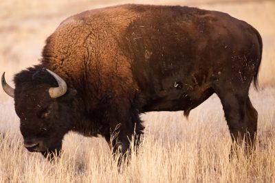 Photo of an American bison grazing in the Great Plains, its thick fur and impressive size visible against the backdrop of dry grasses. The animal's horns add to its wild appearance as it stands tall on one leg, looking around for food. --ar 128:85