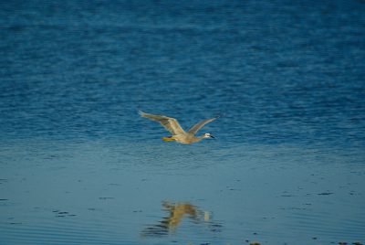 A bird flying over the water, photo taken from above and behind it with a blue background, reflection of light on the surface of the lake, a small yellow beaked seagull is seen in flight, Nikon D850 DSLR camera with an aperture setting of f/23, ISO at 400 for clear details and natural colors, a wideangle lens to capture both the sky and ground around the body, capturing motion blur to show its wing movement, focus point set near his head. --ar 128:85