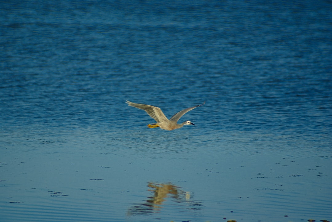 A bird flying over the water, photo taken from above and behind it with a blue background, reflection of light on the surface of the lake, a small yellow beaked seagull is seen in flight, Nikon D850 DSLR camera with an aperture setting of f/23, ISO at 400 for clear details and natural colors, a wideangle lens to capture both the sky and ground around the body, capturing motion blur to show its wing movement, focus point set near his head. –ar 128:85