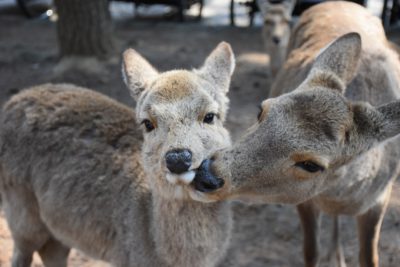 A photo of a deer being kissed by another animal at Nara Park, Japan. The deer is light brown with dark spots and white around its eyes. It has short hair on the top half of its head. In front of them in the background there can be seen other animals like deer or swine. The background should show trees and ground covered in dirt. The shot was taken from above looking down, in the style of the artist. --ar 128:85