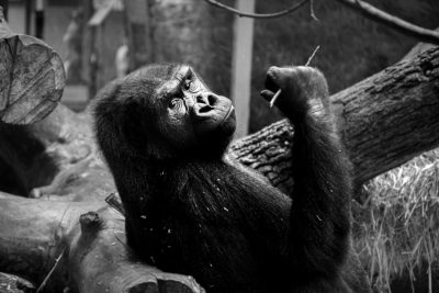 A black and white photo of a gorilla playing with a tree branch in the zoo, taken with a Sony Alpha A7 III camera and Sony FE 24-85mm f/3.6 lens in the style of Sony. --ar 128:85