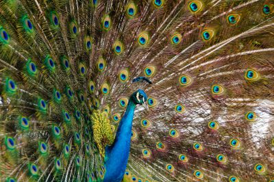 A majestic peacock displaying its vibrant plumage, with feathers of blue and green, adorned in the style of the intricate patterned shapes that give it an enchanting appearance. The focus is on capturing details such as feather patterns, textures, colors, or any unique features that make each wing distinct, without repeated words. Use a Sony Alpha A7 III camera with Zeiss Batis lens to photograph this scene in high resolution, minimally editing the original text. --ar 128:85