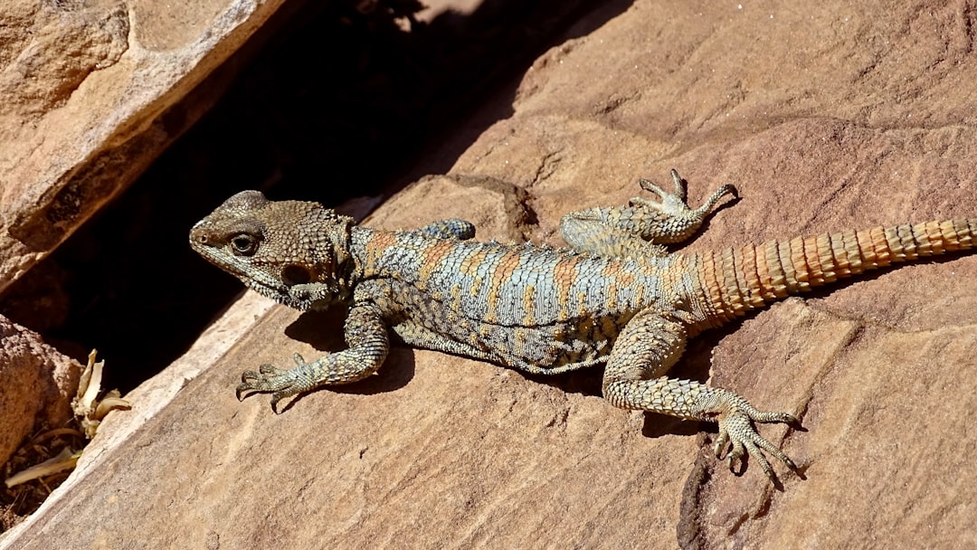 Photo of a lizard basking in the sun on top of desert rocks, with its long tail and distinctive coloration. Full body portrait in the style of desert rocks. –ar 16:9