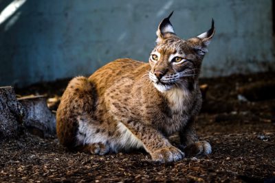 full body photo of a European lynx in the zoo, sitting on the ground, in the style of professional photography, in the style of professional lightroom post processing --ar 128:85