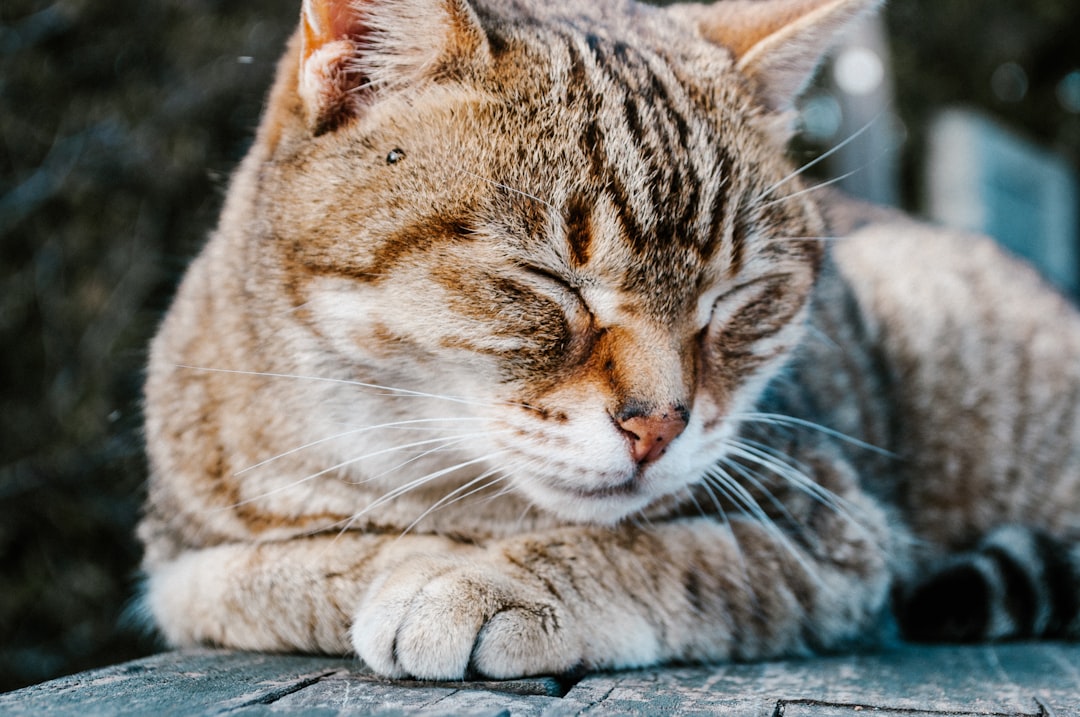 A closeup of an old tabby cat sleeping on the table in nature on a sunny day, shot with a Canon EOS R5 camera and standard lens for sharp focus. The cat’s fur has a striped pattern and it has white feet. Its eyes are closed and its head is tilted to one side as if it was enjoying its nap. In front there’s a wooden surface that reflects light from above. There are blurred green trees behind it. The photo captures the serene moment of rest and calmness in natural surroundings, in the style of nature photography. –ar 128:85