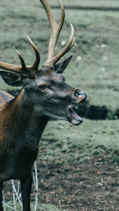 Photo of a deer with its mouth open, in the field, taken in the style of Nikon d750 --ar 9:16