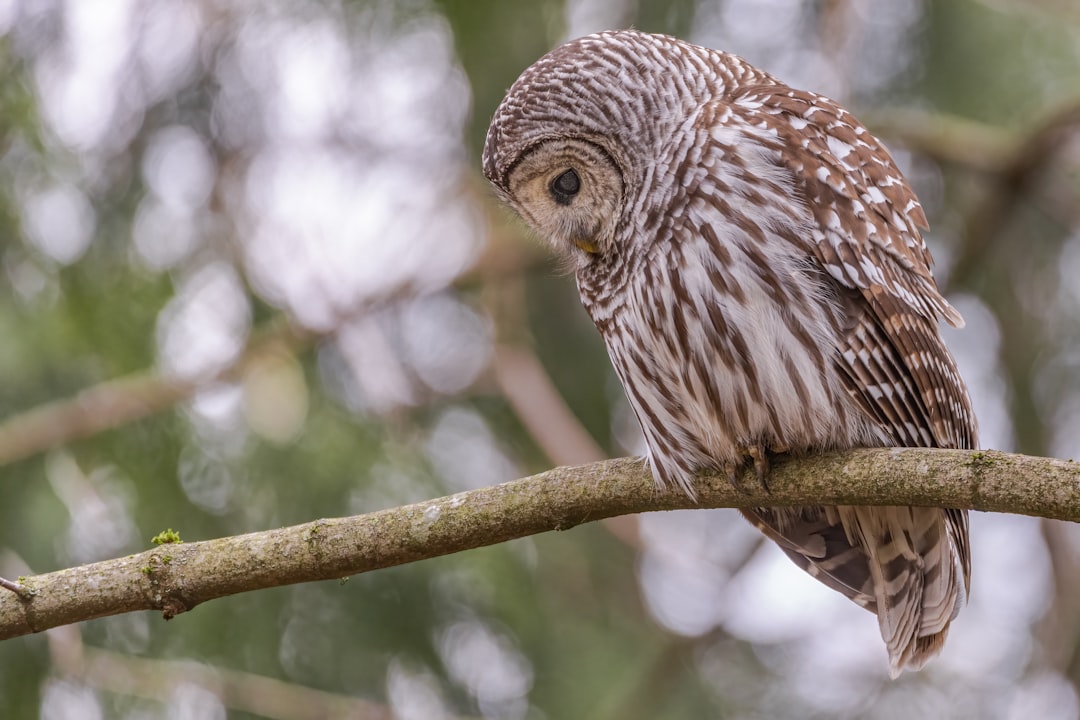 Barred Owl perched on tree branch, sleeping. Nikon D850 DSLR photo –ar 128:85