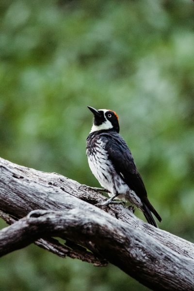 An acorn woodpecker perched on the branch of an old tree, its distinctive black and white plumage contrasting against the green forest backdrop. The woodpecker's focus was on its face. --ar 85:128