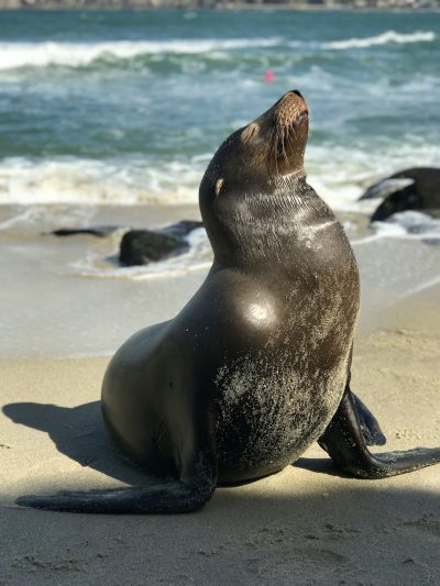 A sea lion barking on the beach in La Jolla, San Diego. The sea lion is sitting up and looking back at something off camera. It's facing away from us with its head tilted upwards as if it was making a sound. 8k, real photo, photography in the style of --ar 3:4