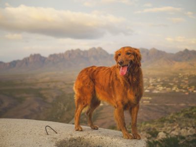 A red golden retriever dog standing on the edge of a cliff overlooking an arizona desert with mountains in background, mountains and town visible below, the dogs tongue is out as he smiles at camera, professional photography, national geographic photo quality --ar 4:3