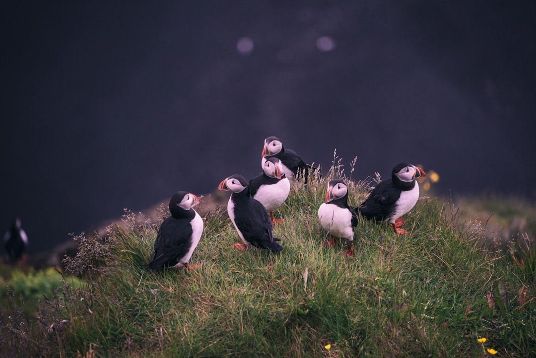 A group of puffins on a grassy field with a dark sky in the background. The photo was taken in the style of Canon R6. –ar 128:85