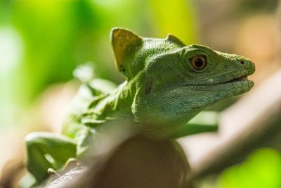 A closeup of the head and neck of a green crested lizard in its natural habitat, photographed with a Nikon D850 DSLR camera using a Nikon AFS NIKKOR 24-70mm f/2.6E ED VR lens. --ar 128:85