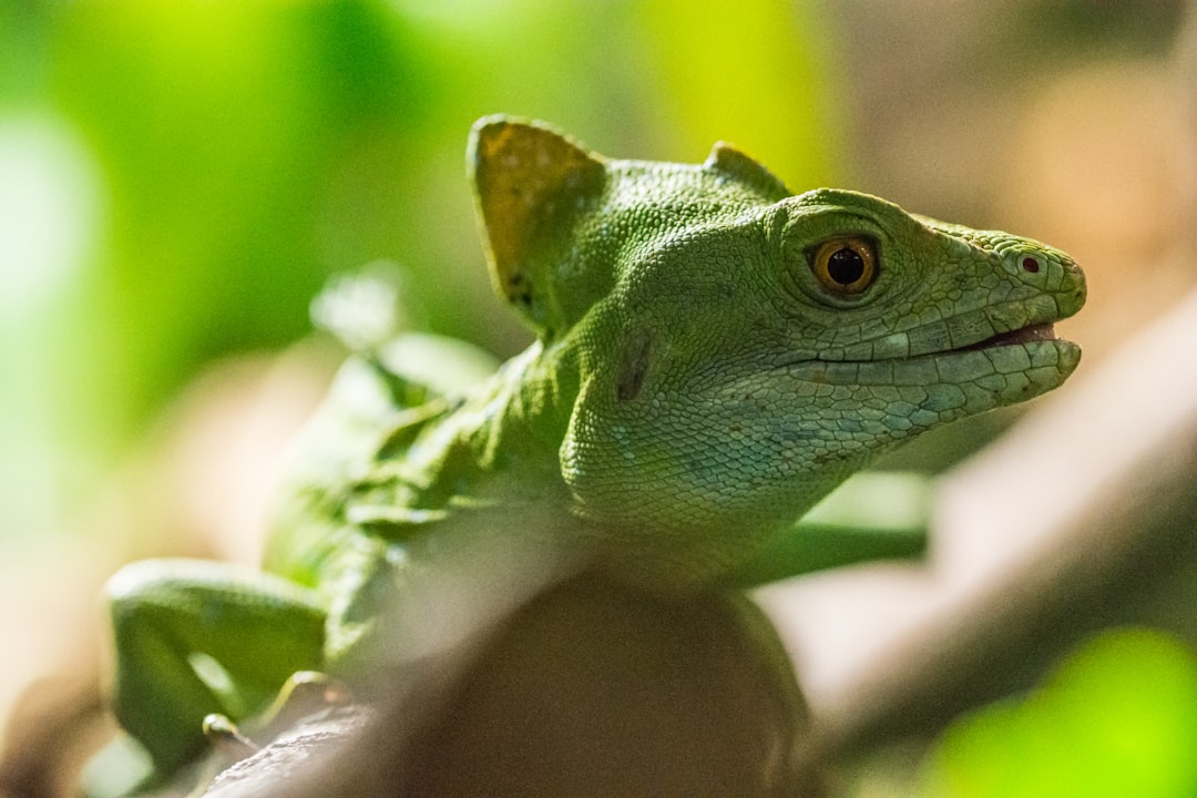 A closeup of the head and neck of a green crested lizard in its natural habitat, photographed with a Nikon D850 DSLR camera using a Nikon AFS NIKKOR 24-70mm f/2.6E ED VR lens. –ar 128:85