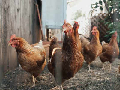 A group of chickens walking around in the chicken coop in the style of unsplash photography. Natural light, highly detailed, high resolution. --ar 4:3