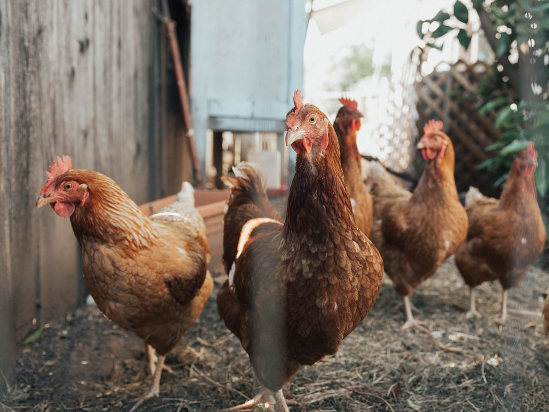 A group of chickens walking around in the chicken coop in the style of unsplash photography. Natural light, highly detailed, high resolution. –ar 4:3