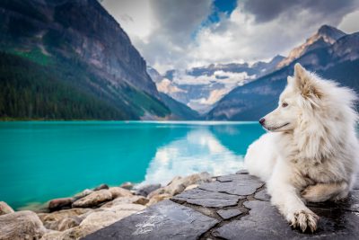 A white, fluffy dog sitting on a stone by the lake Louise in Canada with turquoise water and mountain backgrounds in a professional photographic style. --ar 128:85