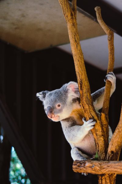 Koala bear climbing on a tree branch in the zoo, in the style of unsplash photography. --ar 21:32