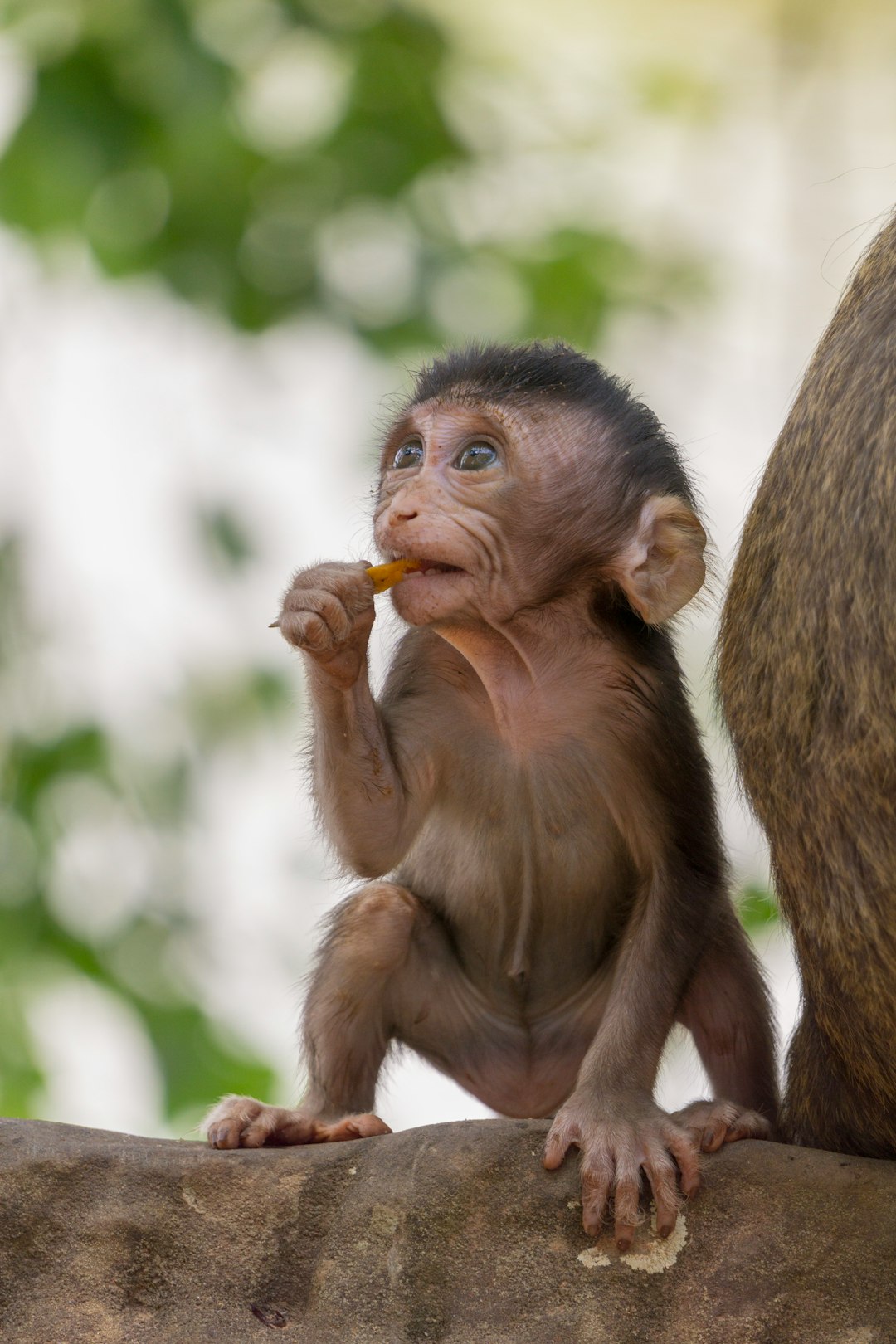 photography of a cute baby monkey eating in the tree, nature background, high details, award winning photography in the style of ron richardson and wes andersen –ar 85:128