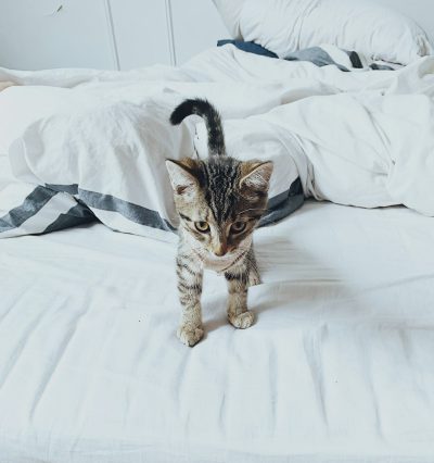 A small kitten walking on the bed, with white and grey striped sheets and white walls, in the style of unsplash photography. --ar 15:16