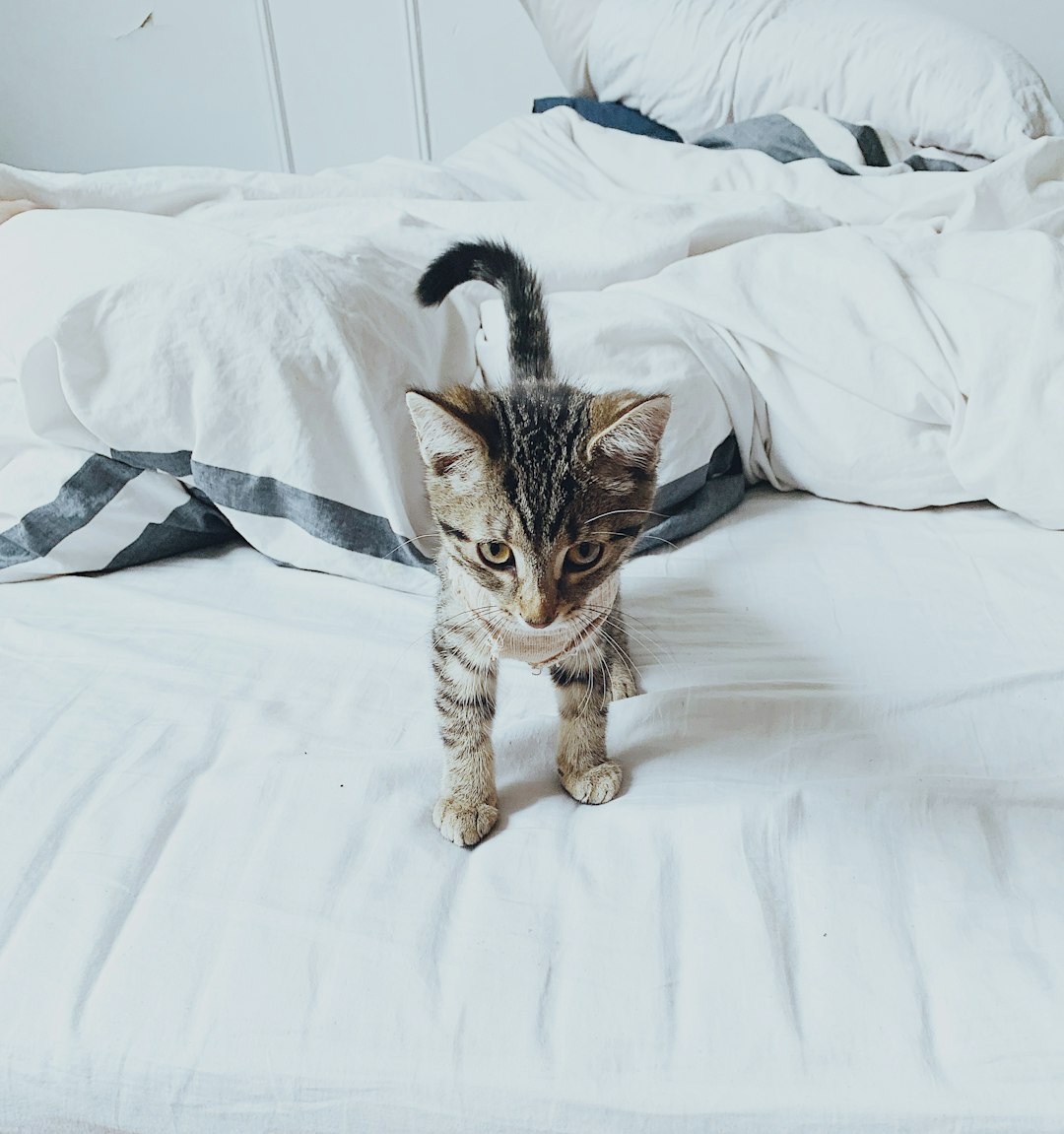 A small kitten walking on the bed, with white and grey striped sheets and white walls, in the style of unsplash photography. –ar 15:16