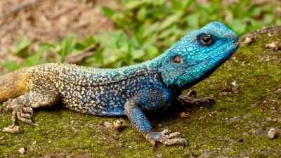 A blue and black agamid lizard with yellow spots on its back, resting on moss-covered stones in the forest of the Indian countryside. The photo has a photo realistic style in the style of National Geographic photography. --ar 16:9