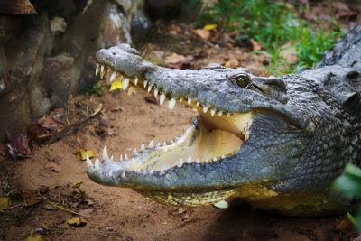 Close up of a crocodile's mouth open with sharp teeth, in the park in Thailand, in the style of national geographic photo --ar 128:85