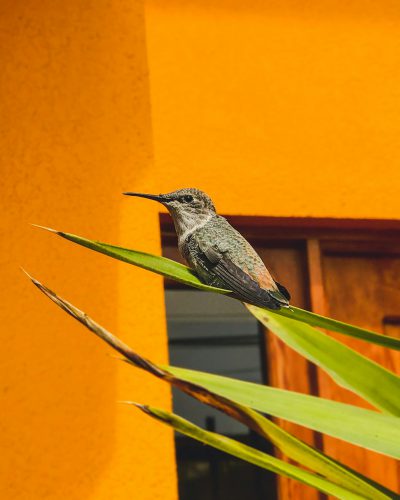 A hummingbird sitting on the edge of an orange-painted wall, with green leaves in front and behind it. The background is a wooden door, shot from a low angle using a Canon eos r5 camera. The humming bird sits on top of large palm fronds, looking down at its body. It has dark brown feathers, small black eyes, a short beak, long tail feathers, short wings that have red edging around their edges. Shot in the style of photographer Wim Bals' Photography. --ar 51:64