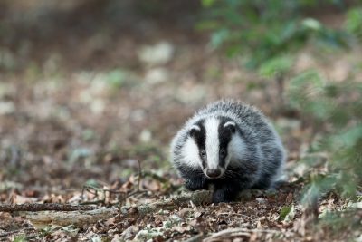 A european badger walking through the forest. Wildlife photography in the style of national geographic, high resolution, high quality, high detail, very sharp focus, depth of field. --ar 128:85