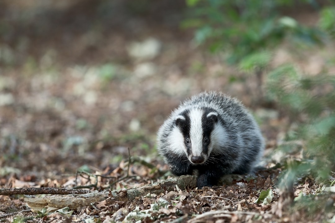 A european badger walking through the forest. Wildlife photography in the style of national geographic, high resolution, high quality, high detail, very sharp focus, depth of field. –ar 128:85