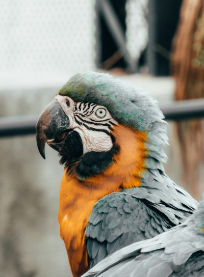 Close up photo of parrot, grey and yellow macaw with blue head in the zoo, blurry background, in the style of unsplash photography, minimalistic