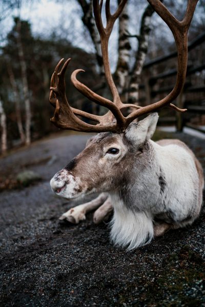 Photo of an adorable reindeer with antlers laying on the ground in Norway, shot from above in a close up style, in the style of unsplash photography. --ar 85:128