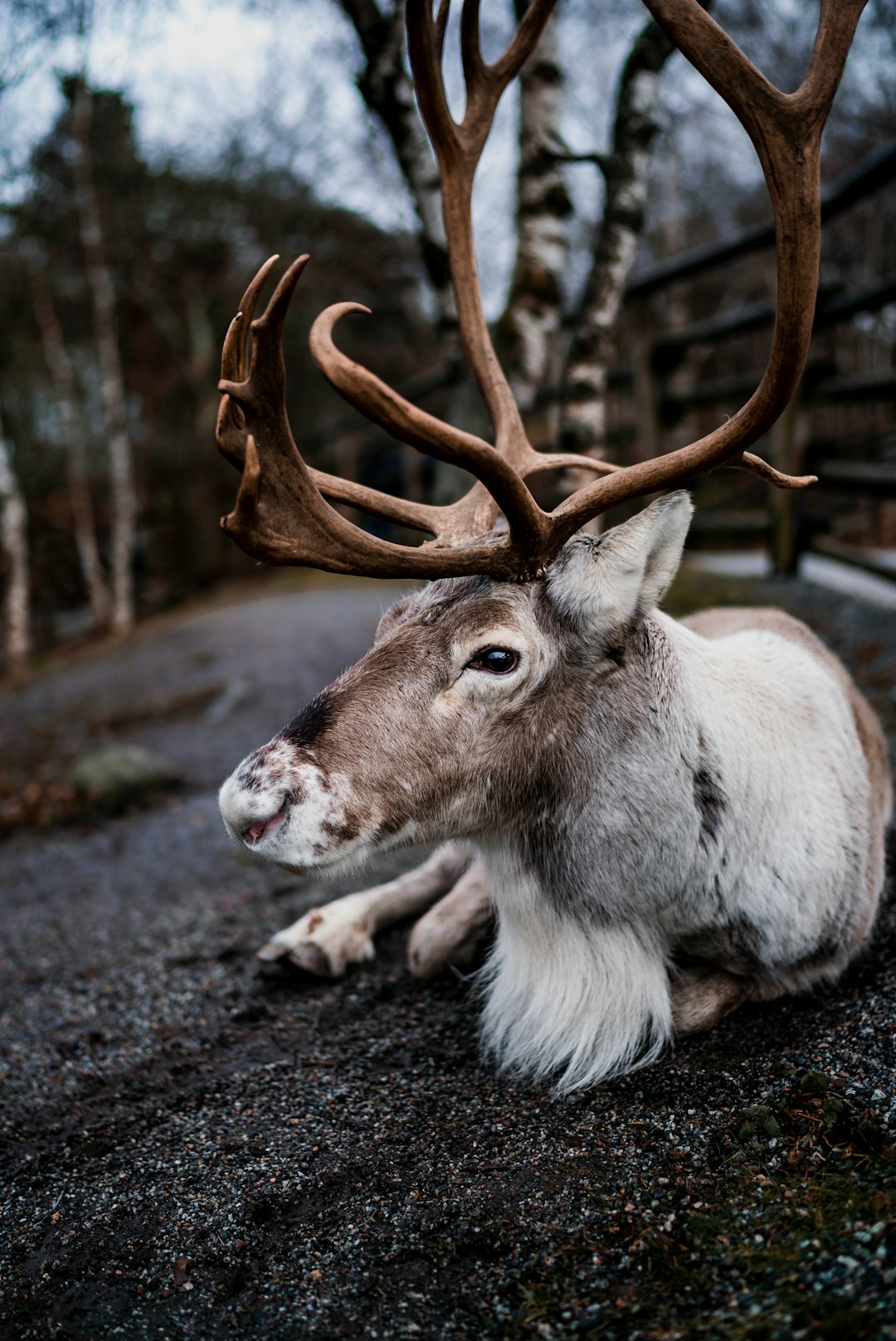 Photo of an adorable reindeer with antlers laying on the ground in Norway, shot from above in a close up style, in the style of unsplash photography. –ar 85:128