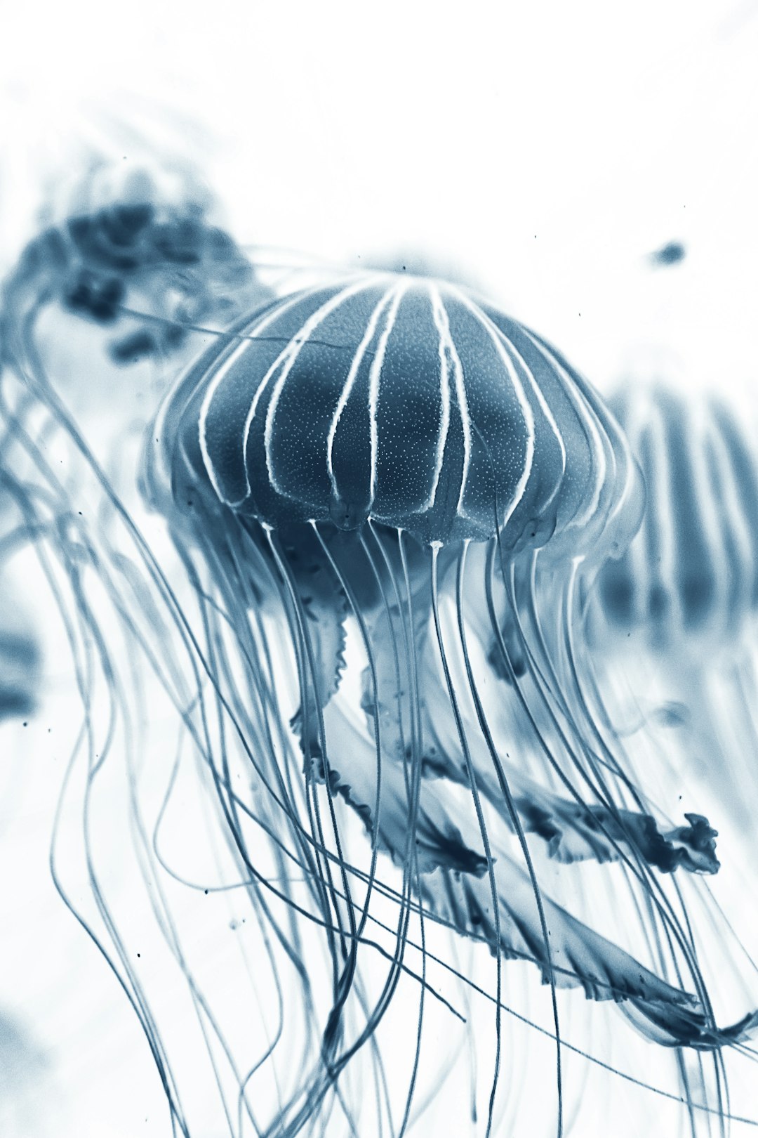 jellyfish in the style of cyanotype, monochrome blue background, soft focus, macro photography, surrealistic, minimalism, ethereal quality, low resolution, blurred edges, dark and light contrast, dreamy mood, white background, detailed texture, flowing lines, high detail, in the style of hyper realistic, volumetric lighting, sharp focus, depth of field, double exposure, black ink, shot on Sony Alpha A7 III camera with Sony FE2485mm f/3.56 lens, swirling motion, thin tendrils, long tentacles –ar 85:128