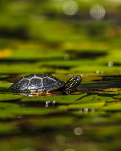 The redeared turtle, T Yap, is swimming in water full of green lily pads, focusing on its shell and head. The background is blurred with small bubbles rising from the surface of the pond. Shot in the style of Nikon D850 at ISO 270. A wide shot, in backlight. Professional photography lighting uses a softbox light. --ar 51:64