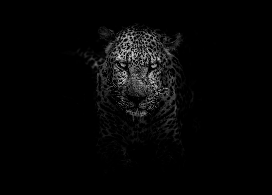 leopard in the dark, black and white, wallpaper, photography, high contrast, high resolution, best quality –ar 128:91