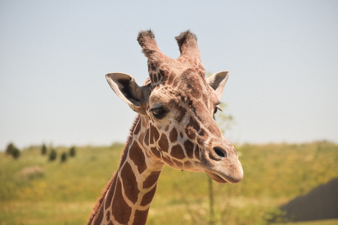 A giraffe’s head is seen against the backdrop of an open field. The background features a clear sky and green grass, with some trees visible in the distance. There is no text or other elements present on the screen, just the cute animal looking directly at the camera, captured in the style of Canon EOS5D Mark III camera with a wide-angle lens. –ar 128:85