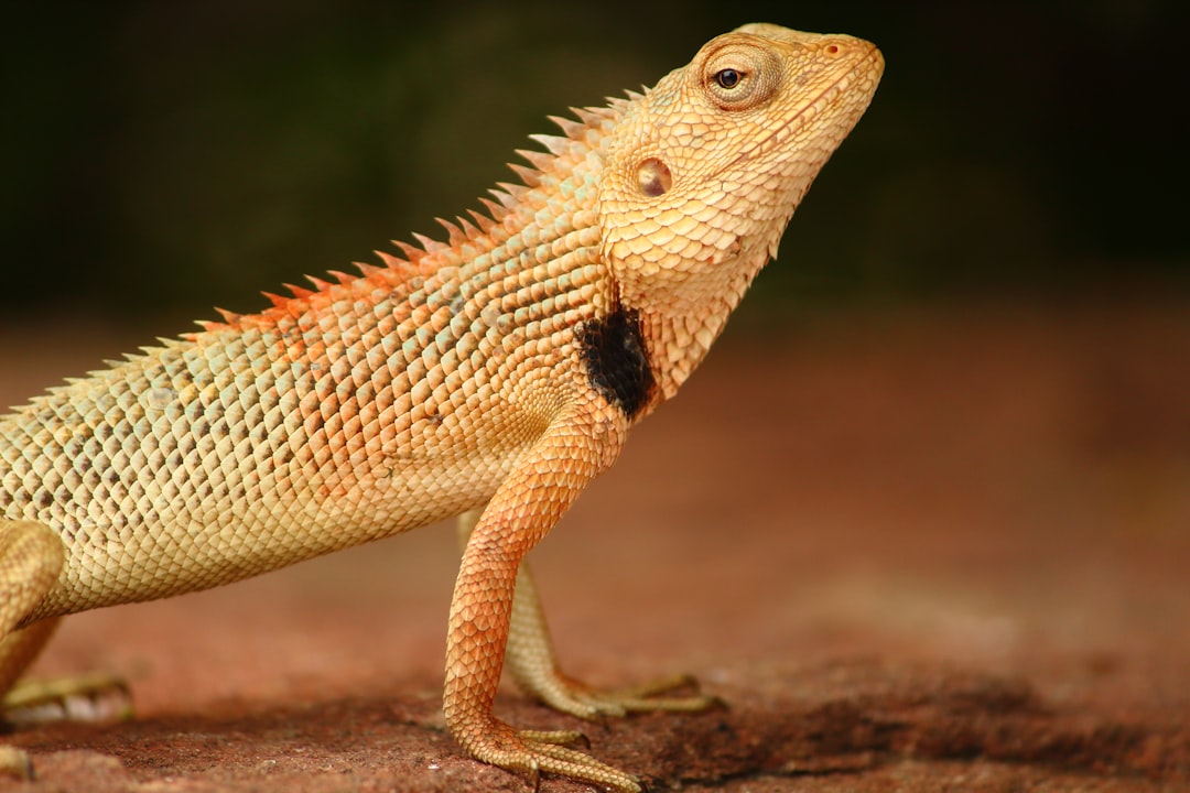 Side view of an orange and yellow lizard with black spots on its back, in the style of National Geographic photo. –ar 128:85