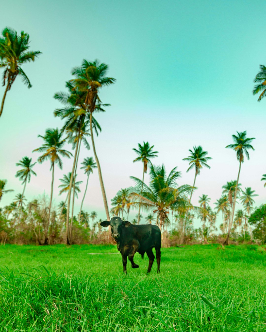 Cinematic photo of black cow in green field, surrounded by palm trees, with clear blue sky in the background, wide shot, high resolution, high quality, high detail, hyper realistic, cinematic photography, cinematic lighting, cinematic scene, natural light, sunny day, soft lighting, bright colors, green grass and blue sky, coconut tree forest background, indian vibe, indian farm setting, green grassy area, full body cow shot, cow standing on lush green meadow, tropical environment –ar 51:64