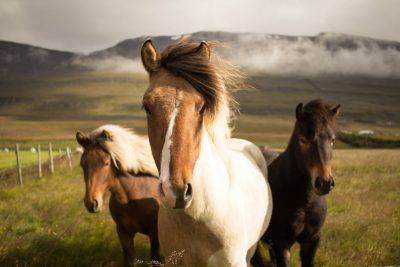 A photo of three majestic horses, one white with a brown mane and two black with chestnut manes, standing in an open field under the soft light of Iceland's summer sun. In the background are misty mountains and green pastures. The scene captures their beauty and strength as they stand close together facing forward towards the camera. Shot in the style of Nikon D850 DSLR. --ar 128:85