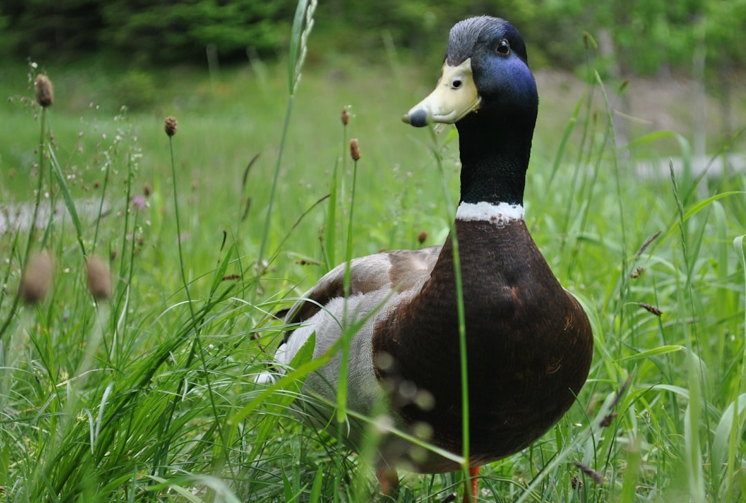 A duck with blue and white feathers, standing in tall grass on the ground. The background is greenery. The photo was taken from an eye-level perspective. –ar 64:43