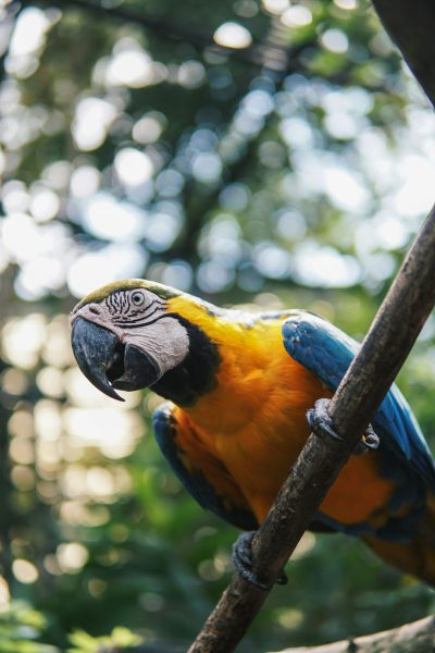 A blue and yellow macaw parrot sitting on the branch of a tree, wildlife photography with a blurred background and close up shot, in the style of unsplash photography. --ar 85:128