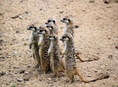 A group of meerkats standing on their hind legs, watching out for potential danger on the savannah. A full body shot photograph taken in the style of high resolution digital photo. --ar 64:47