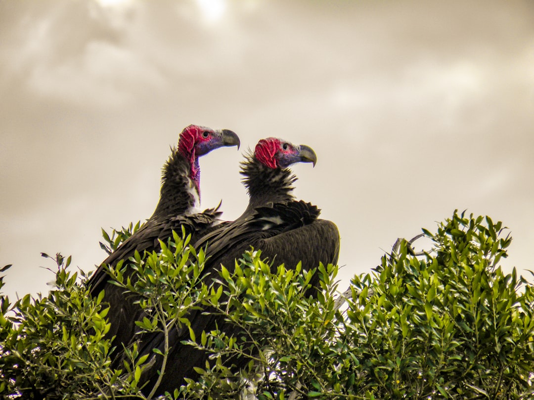 photograph of two redbilled vultures perched on top of the bushes, cloudy sky, in the style of [Ansel Adams](https://goo.gl/search?artist%20Ansel%20Adams). –ar 4:3