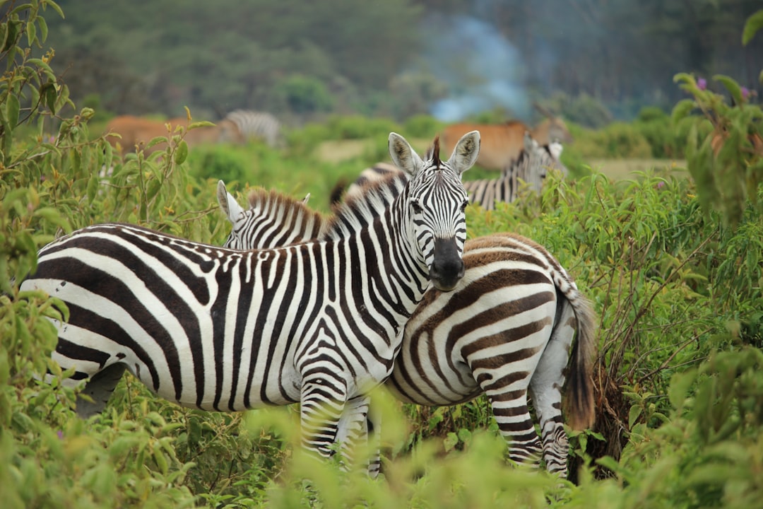 a photo of zebras in the African savanna, Canon EOS camera with an aperture set to f/8 for detail and sharpness, capturing their striped patterns against lush greenery, wild animals, zebras standing together in the african grassland, savannah landscape, a herd or group of zebr mushrooming through the vegetation of a tropical jungle, savana, zebra shot from behind, wildlife photography, national geographic style –ar 128:85