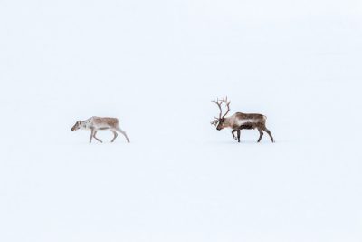 A photograph of two reindeer walking in the snow, with one far away and another near the camera, featuring a minimalist composition with a white background and soft natural light, shot in the style of Sony Alpha A9 II. --ar 128:85