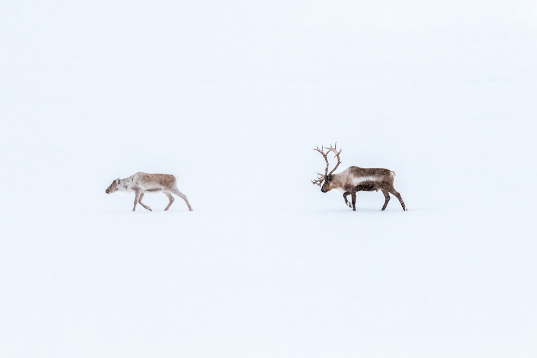 A photograph of two reindeer walking in the snow, with one far away and another near the camera, featuring a minimalist composition with a white background and soft natural light, shot in the style of Sony Alpha A9 II. –ar 128:85