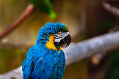 A blue and yellow macaw parrot sits on a tree branch in a tropical rainforest in the style of wildlife photography, with a blurred background, high resolution, high detail, closeup shot, natural light, soft shadows, no contrast, clean sharp focus, bokeh effect, professional color grading, taken with a canon camera. --ar 128:85