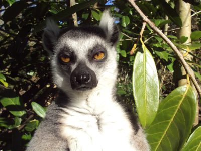 photograph of a ring tailed lemur on a sunny day in the jungle of Madpolate Mor. The background is blurred and there are green leaves in front. The light source comes from behind him so he looks like an animal from another planet. He has black eyes with a yellow outline. His fur color mixes between white, grey and brown. He has a bit of messy hair on his head. Shot in the style of [David Yarrow](https://goo.gl/search?artist%20David%20Yarrow). --ar 4:3