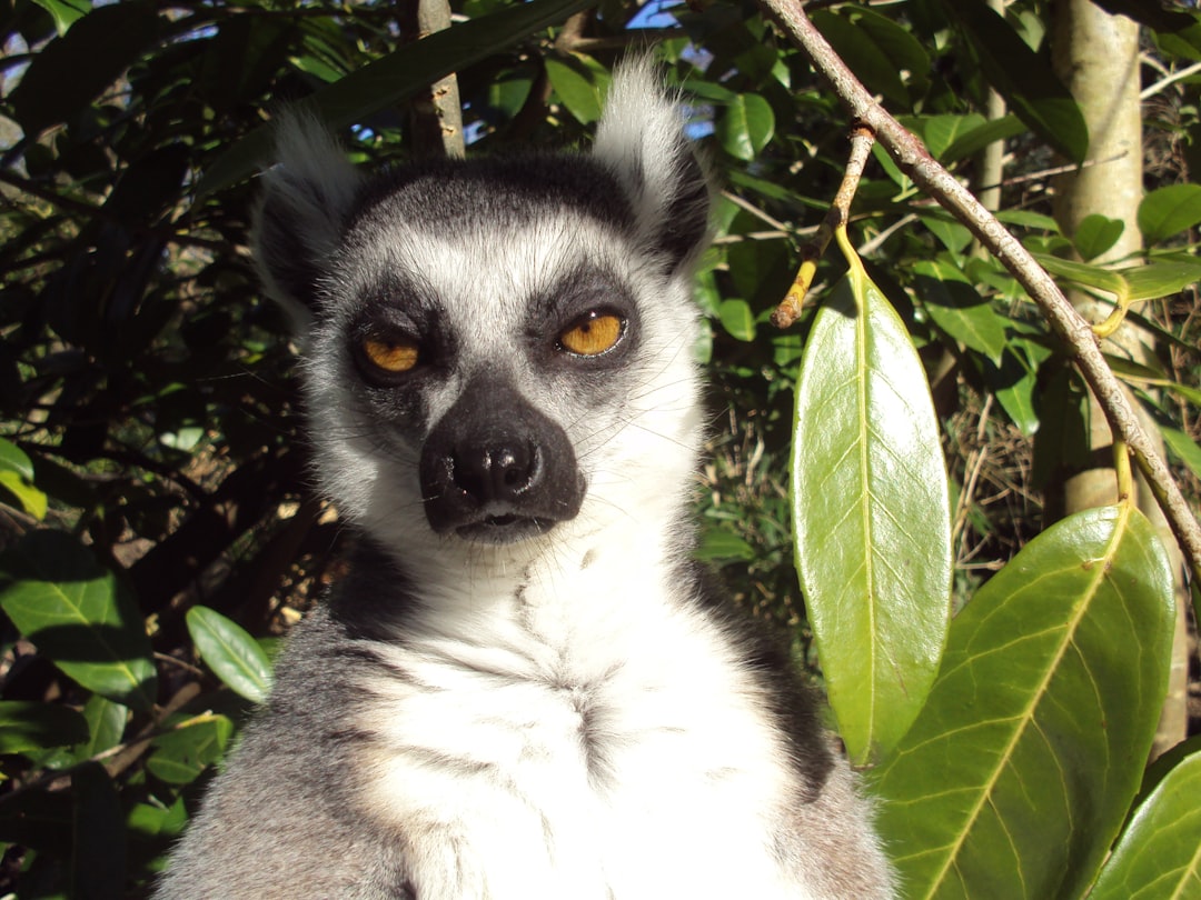 photograph of a ring tailed lemur on a sunny day in the jungle of Madpolate Mor. The background is blurred and there are green leaves in front. The light source comes from behind him so he looks like an animal from another planet. He has black eyes with a yellow outline. His fur color mixes between white, grey and brown. He has a bit of messy hair on his head. Shot in the style of [David Yarrow](https://goo.gl/search?artist%20David%20Yarrow). –ar 4:3